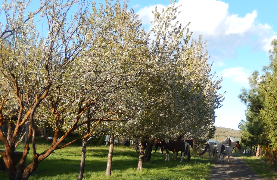 Plum-Cherry Trees & 5 horses