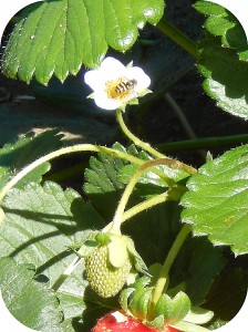 busy as a bee on strawberry