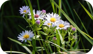 wild asters edge of
                orchard irrigation ditch