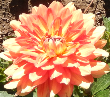 Dahlia bloom of lighter
                  color