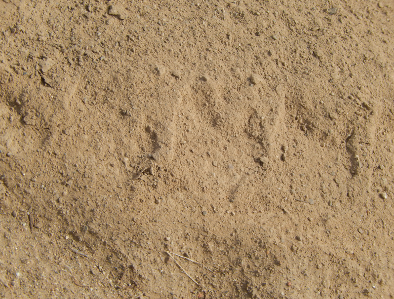 Deer tracks
              In Vineyard