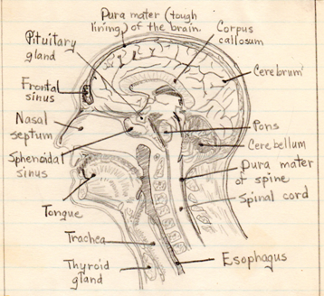 Nancy's Head
                Drawing 8th grade