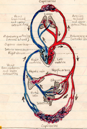 Nancy's Pulmonary Drawing 8th grade