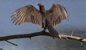 Vulture with spread wings