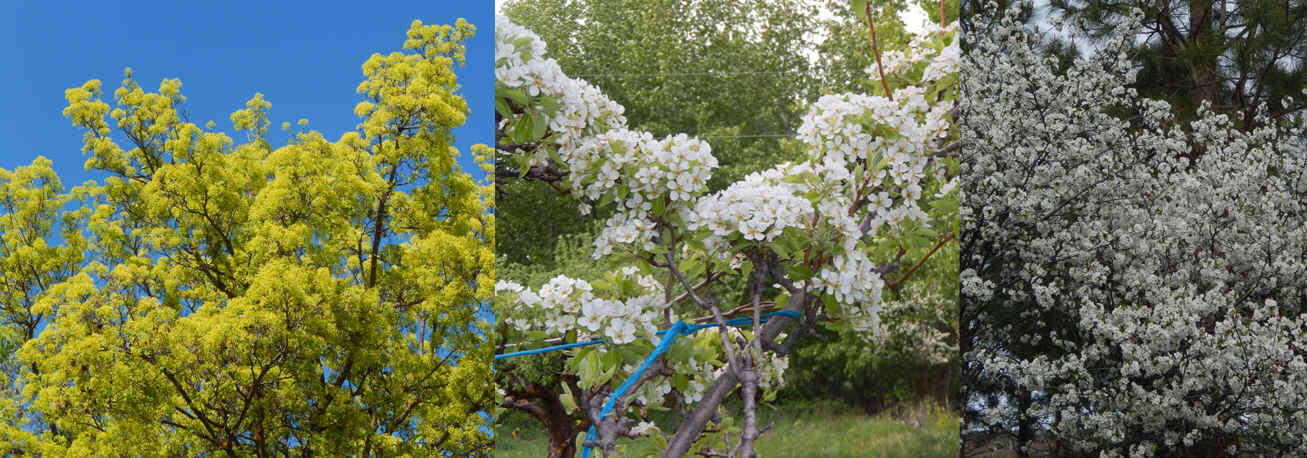 11-Collage-FloweringTreesAAC-Pear&PieCherry