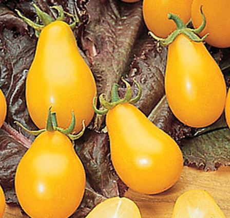 Yellow Pear tomatoes